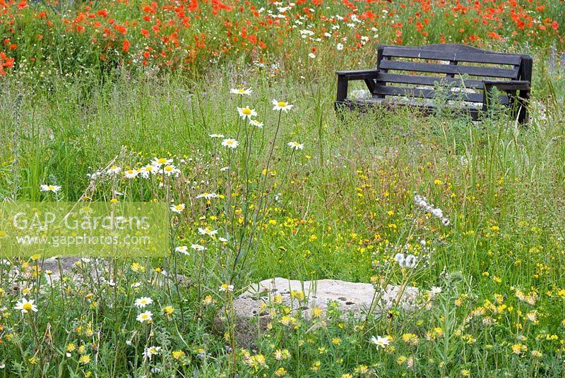 Banc parmi les fleurs sauvages dans les prairies avec Lotus corniculatus - Trèfle à vol d'oiseau, Leucanthemum vulgare syn Chrysanthemum - Ox Eye Daisy, Anthyllis vulnéraaria - Kidney Vetch et Papaver rhoeas - Field Poppy