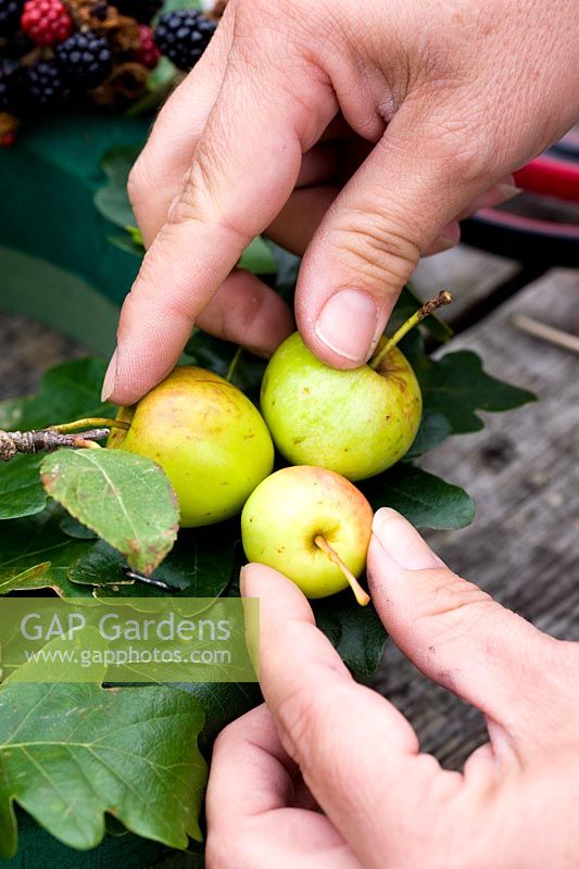 Faire une couronne d'automne à partir de matériaux naturels fourragers - placer Malus sylvestris - pommes sauvages