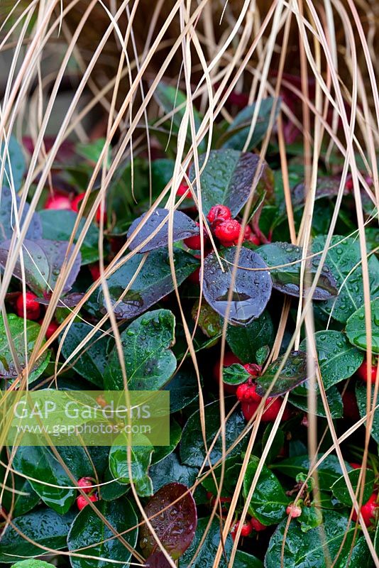 Gaulteria procumbens 'Winter Pearls' aux fruits rouges et Carex 'Milk Chocolate' - Wintergreen, Checkerberry, boxberry, Eastern teaberry, Sedge