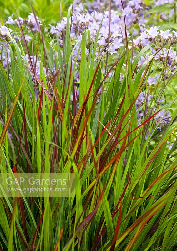 Panicum virgatum 'Rotstrahlbusch' et en arrière-plan Campanula lactiflora 'Prichard's Variety' - Red Switch Grass et Milky Bellflower