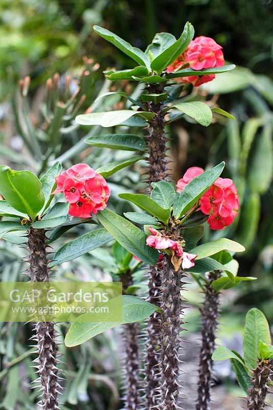 Hybride thaïlandais d'Euphorbia milii, Couronne d'épines - Heathcote Botnaical Gardens, Floride