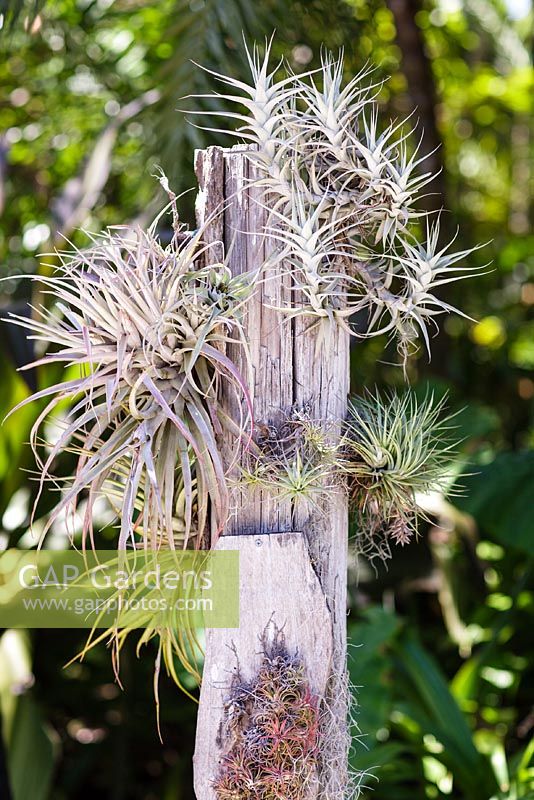 Tillandsias monté sur bois flotté. T. albida (en haut à droite) T. gardneri (en bas à droite) - Heathcote Botanical Gardens, Floride