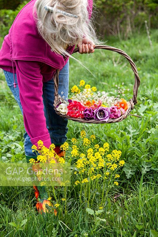 Femme avec panier cueillant des fleurs sauvages. Dans le panier un bouquet de tulipes perroquet.