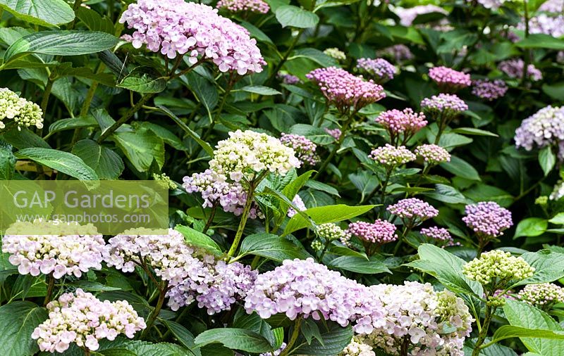 Hydrangea macrophylla 'Ayesha' - Hortensia