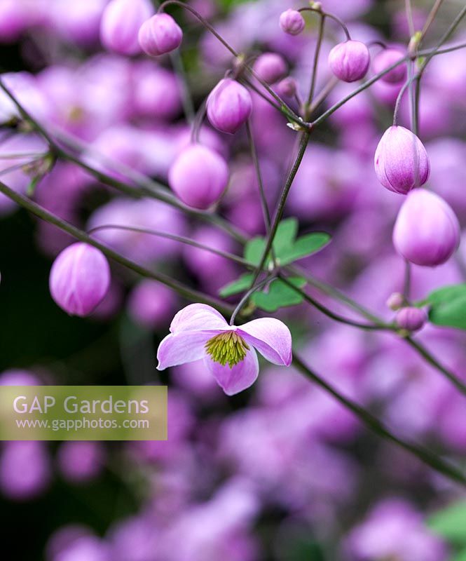 Thalictrum 'Splendide' - Meadow rue