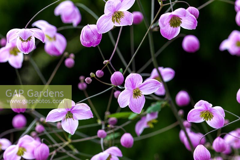 Thalictrum 'Splendide' - Meadowrue