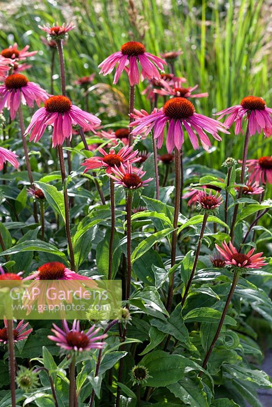 Parterre de fleurs avec échinacée 'Summer Sky' - Coneflower