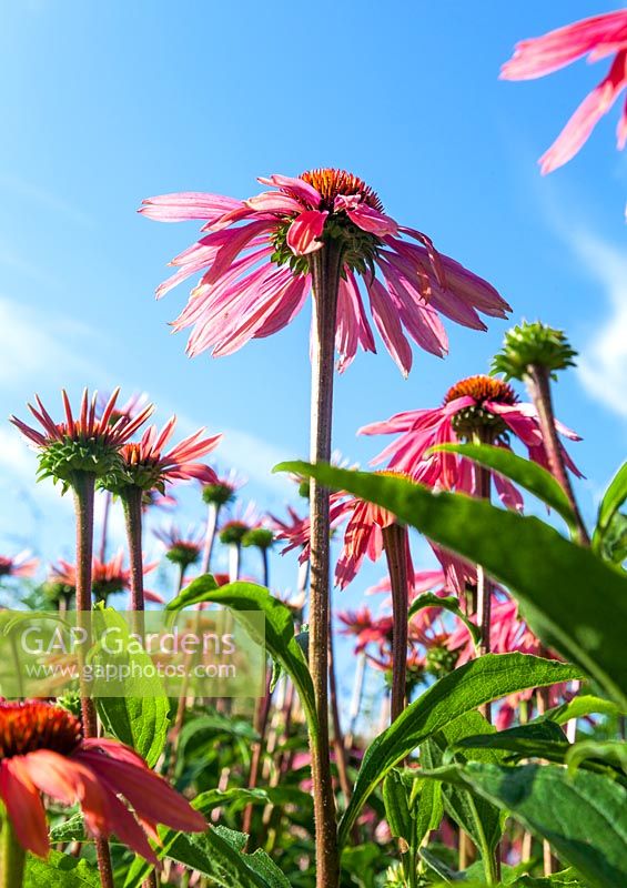 Echinacea purpurea 'Summer Sky' contre le ciel