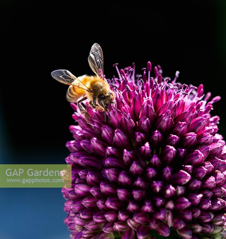 Apis mellifera se nourrissant d'Allium sphaerocephalon - Honey Bee