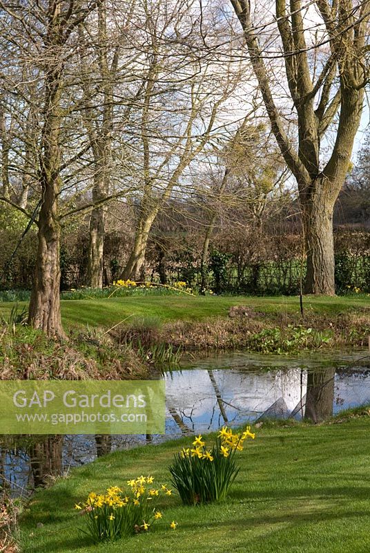 Une touffe de Narcisse 'Binkie et en arrière-plan une touffe de Narcisse' Peeping Tom '- Broadleigh Gardens