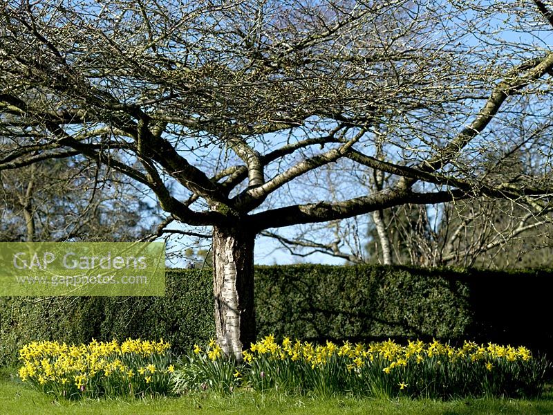 Bouquets de Narcisse 'Février Gold' autour d'un Prunus - Cerisier à Broadleigh Gardens