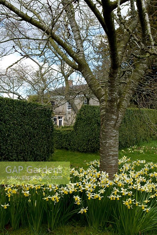 Bouquets de Narcisse 'Jack Snipe' autour d'un Prunus - Cerisier. En arrière-plan Barr House - Broadleigh Gardens