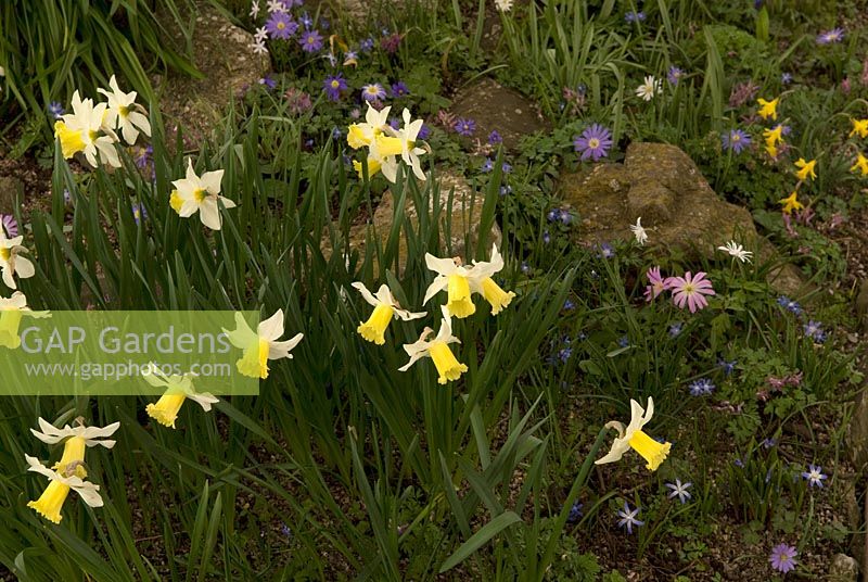 Narcisse 'Jenny' avec Anemone blanda et Anemone ranuncoloides dans la rocaille de Broadleigh Gardens