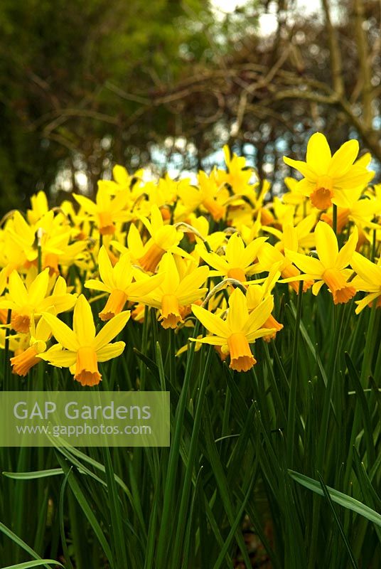 Des touffes de Narcisse 'Février Gold' à Broadleigh Gardens