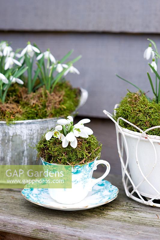 Galanthus nivalis - Perce-neige dans une tasse de thé vintage et des pots