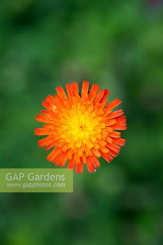 Hieracium aurantiacum - Renard et oursons - Fleur de Hawkweeds orange
