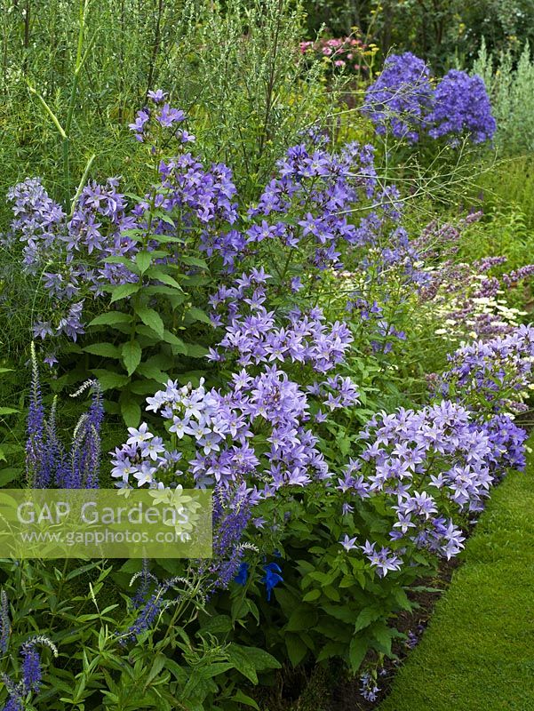 Campanula lactiflora 'Variety de Prichard', Salvia 'Oxford Blue' et Veronica