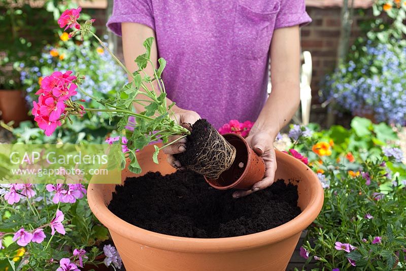 Étape par étape - planter un pot à thème rose et violet
