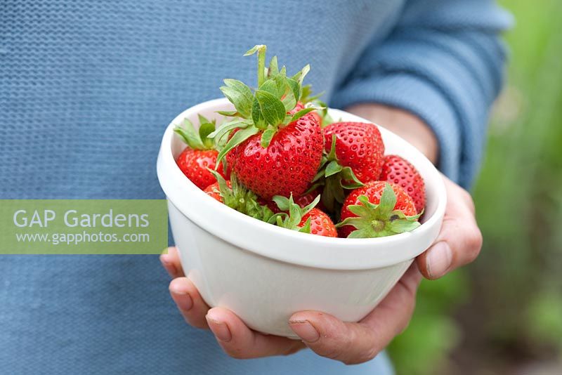 Étape par étape - Cultiver Fragaria 'Cambridge favorite' dans un planteur de fraises en terre cuite et récolter
