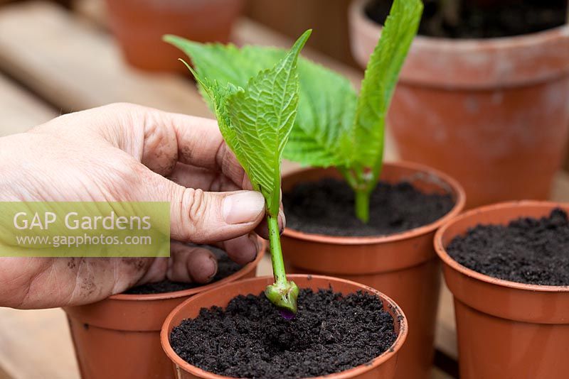 Étape par étape - Prélèvement de boutures de plantes d'hortensia, propagation et croissance en serre
