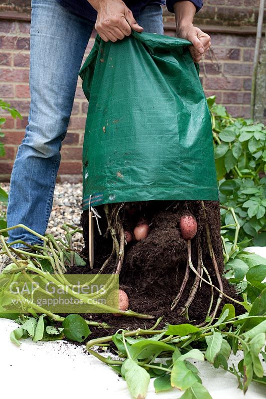 Étape par étape - Cultiver des pommes de terre 'coq' dans un sac de pommes de terre