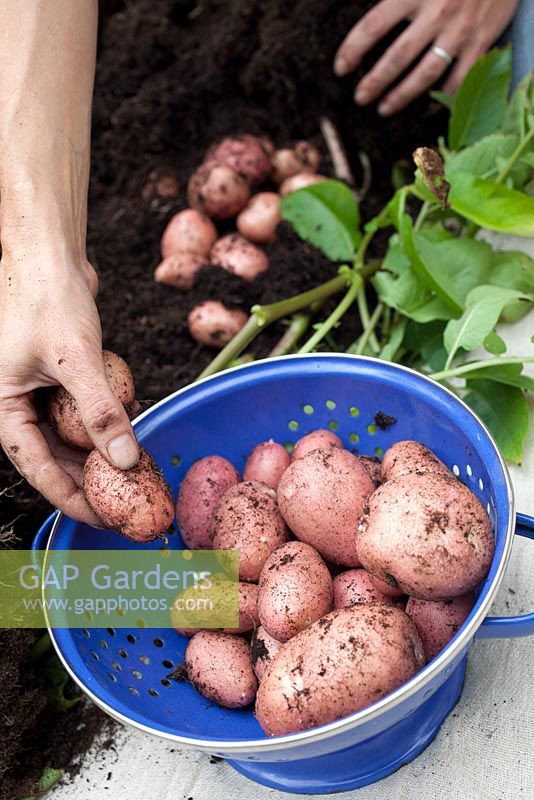 Étape par étape - Cultiver des pommes de terre dans un sac de pommes de terre