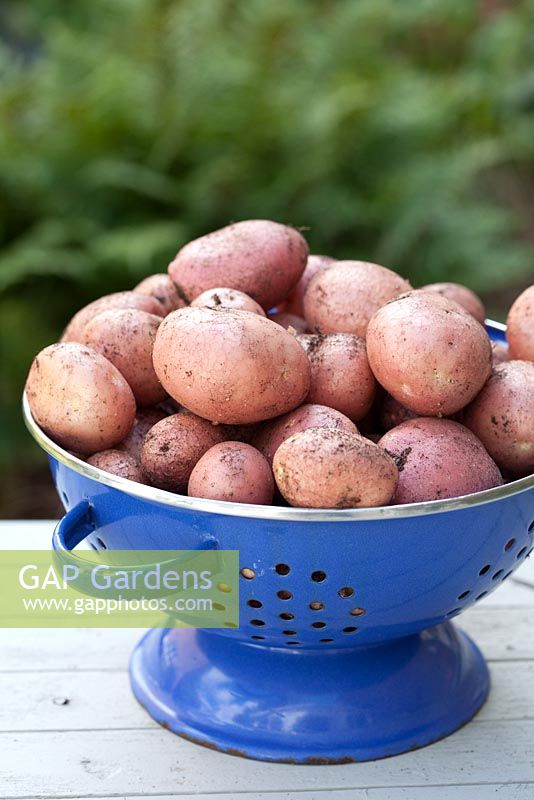 Étape par étape - Cultiver des pommes de terre 'coq' dans un sac de pommes de terre