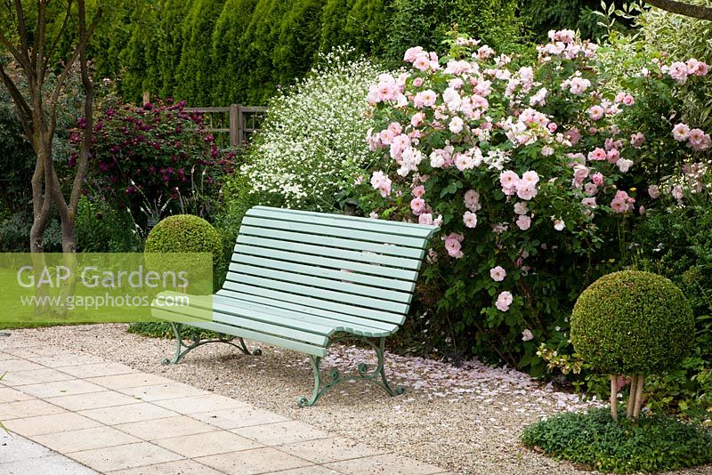 Dans un décor de roses, un banc de jardin en bois nostalgique encadré de sphères de boîte - Rosa 'Fritz Nobis', Rosa 'Nuits de Young', Buxus, Crambe cordifolia et Vinca - Allemagne