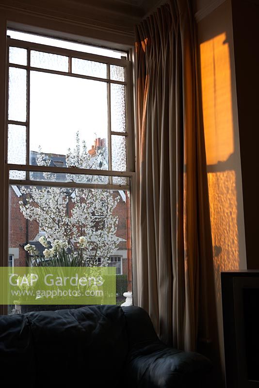 Fenêtre-boîte attraper le soleil du soir, contenant Hyacinthus et Narcisse 'Bridal Crown' avec arbre de rue en fleurs derrière, Londres