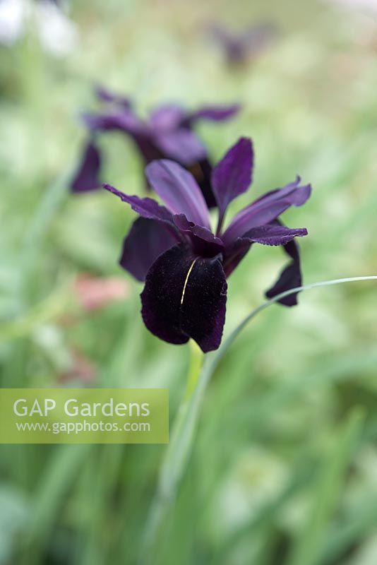 Le jardin M et G. Iris chrysographes 'Black Form'