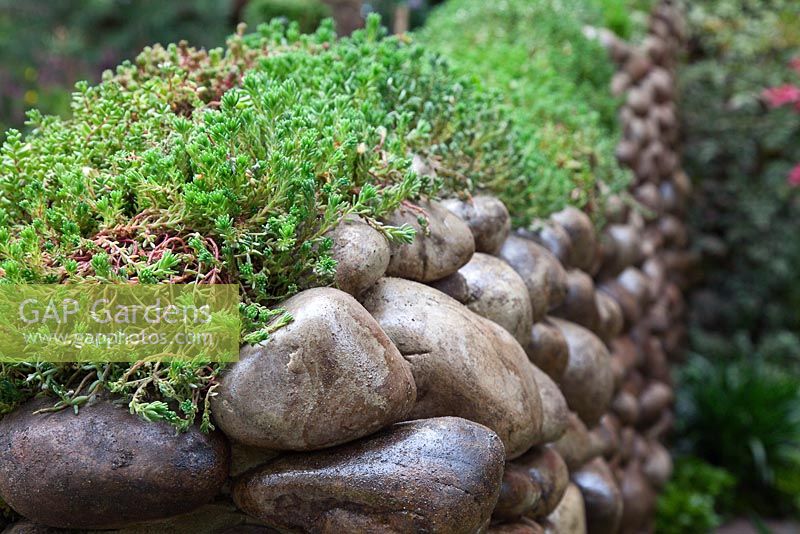 Sédums poussant sur la crête d'un mur de galets arrondis dans le jardin japonais Satoyama Life