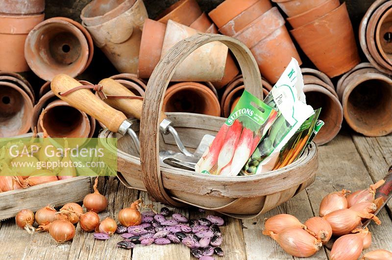 Remise en pot de printemps nature morte avec pommes de terre de semence 'Arran Pilot', échalotes, pots en terre cuite, trug en bois avec des sachets de semences et des outils de jardin