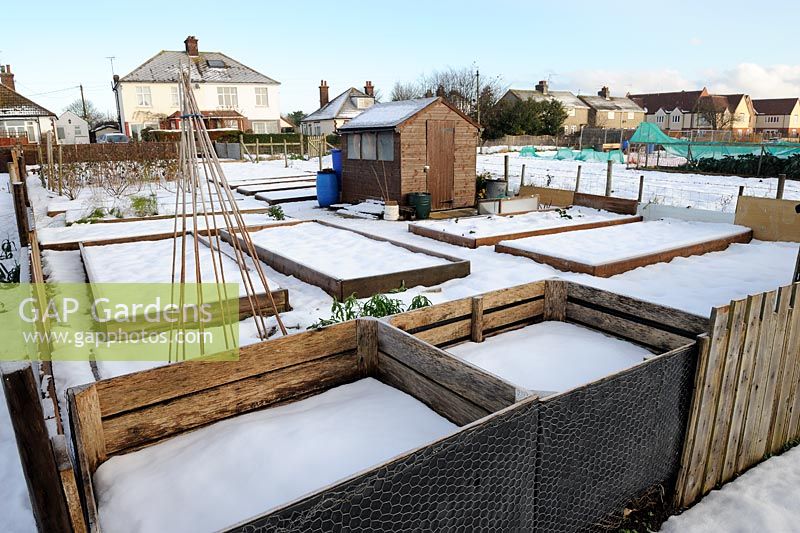 Allotissements d'hiver montrant des plates-bandes surélevées couvertes de neige avec des bacs à compost au premier plan, Norfolk, décembre
