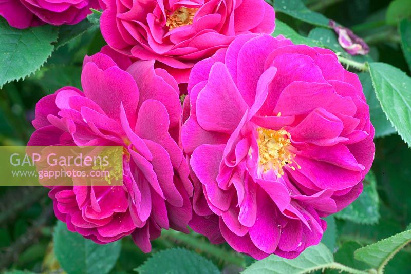 Rosa centifolia muscosa Henri Martin