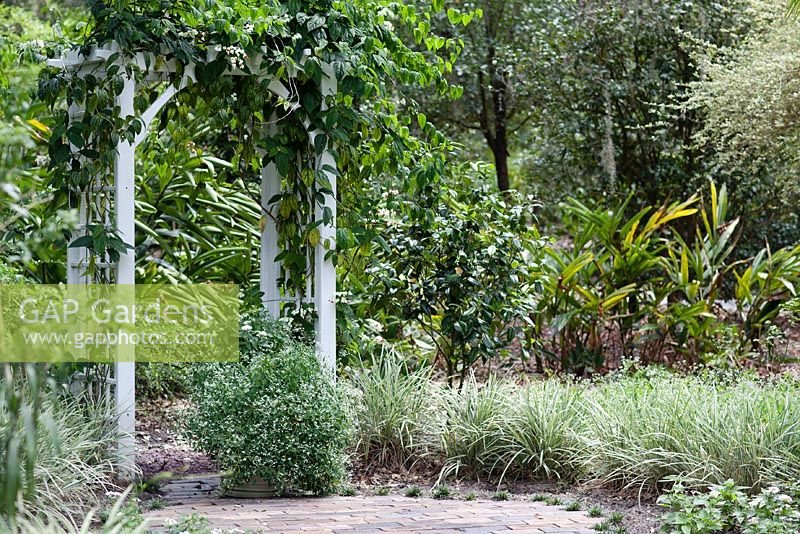 La tonnelle du jardin blanc avec Clerodendrum thomsoniae à Leu Gardens, Orlando, Floride