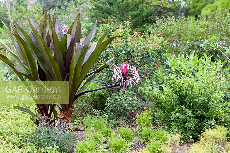 Crinum asiaticum 'Splendens' - Leu Gardens, Orlando, Floride