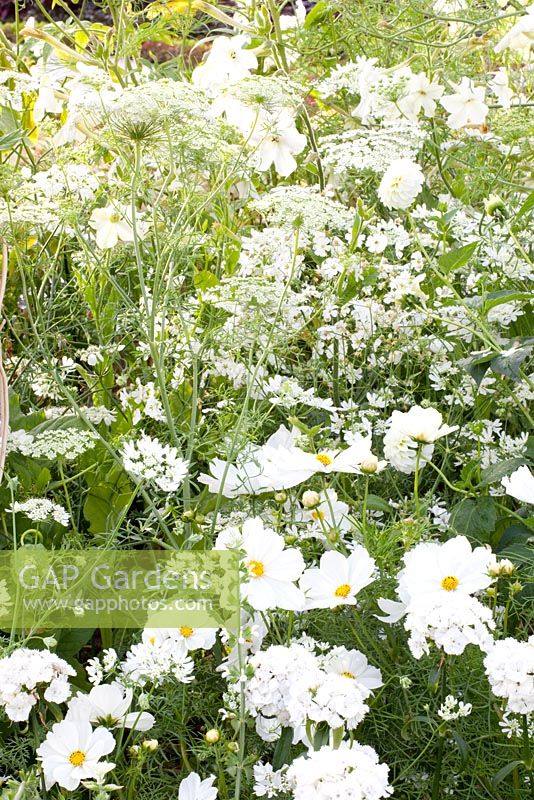 Parterre de fleurs avec Cosmos 'Sonata White' et Ammi majus