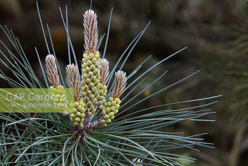 Pinus muricata - Pin évêque