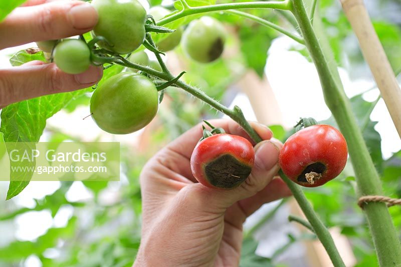 Étape par étape pour cultiver des tomates - éliminer les fruits malades
