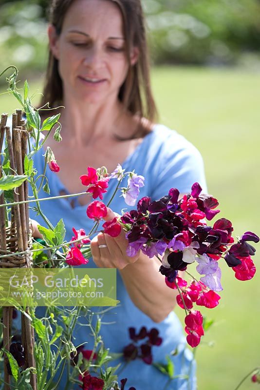 Lathyrus 'Royal Mixed' en bordure végétale surélevée avec support wigwam - fleurs coupantes