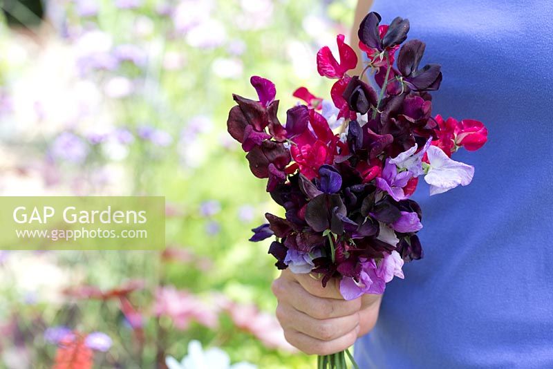 Lathyrus 'Royal Mixed' - fleurs coupantes