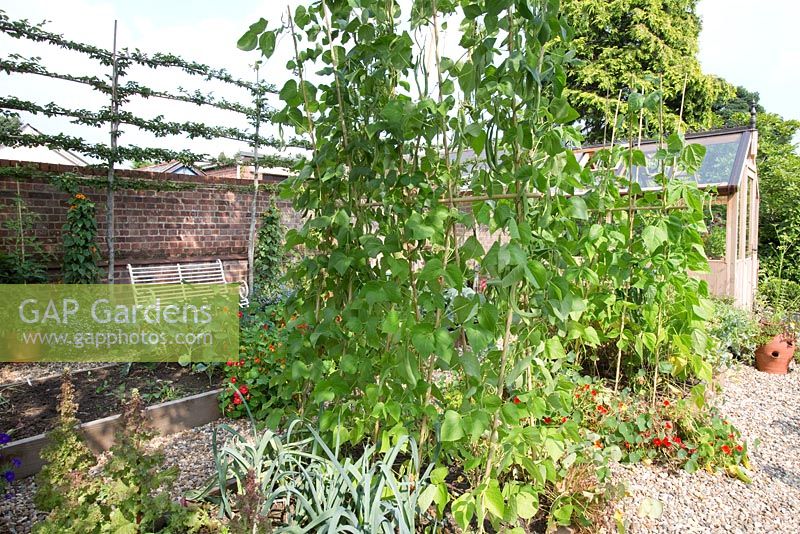 Jardin potager avec des supports de plantes en bordure de légumes surélevés de plus en plus de haricots verts grimpants