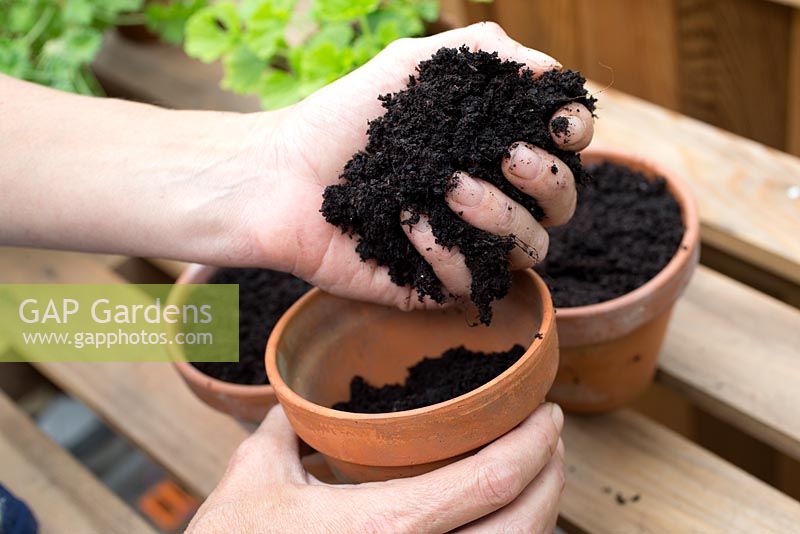 Étape par étape pour diviser et rempoter les plantes Pelargonium 'Black Knight' en pots - ajouter du compost aux pots