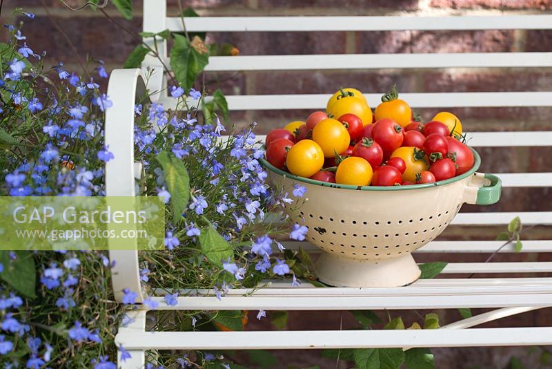 Étape par étape pour cultiver des tomates. Récolte de tomates récoltées - 'Orkado F1', 'Red Pear', 'Sweet ' n ' Neat' et 'Golden Sunrise'