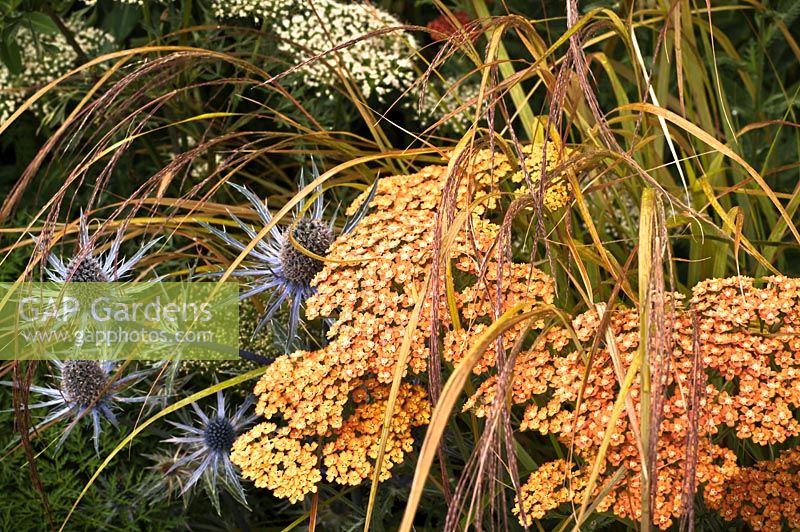 Achillea 'Inca Gold', Eryngium 'Jos Elkins' et Anemanthele lessoniana dans le Landform Garden. Gagnant de la médaille d'or au Hampton Court Palace Flower Show 2012