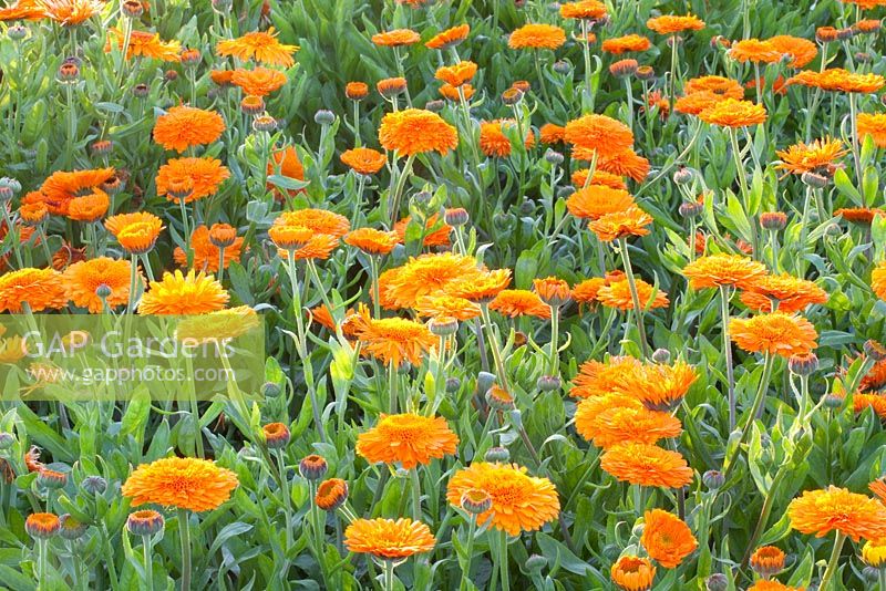 Calendula officinalis 'Prinzess Orange'