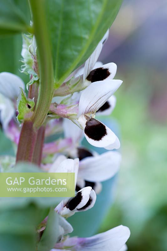 Vicia faba 'Bunyards Exhibition' en fleur - Broad Bean