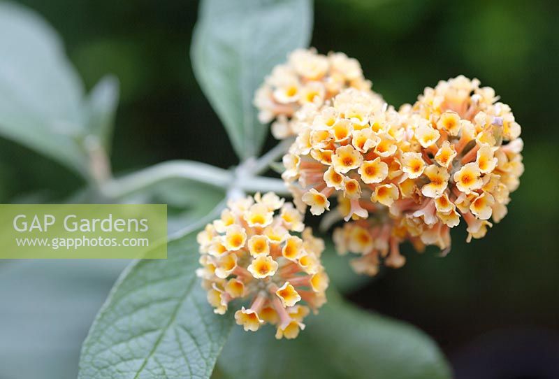 Buddleja weyeriana