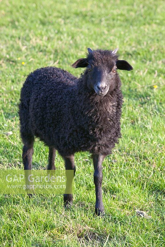 Moutons des landes allemandes