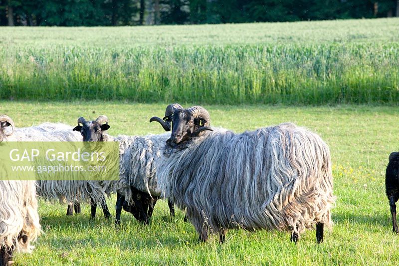 Moutons des landes allemandes. Bélier avec troupeau
